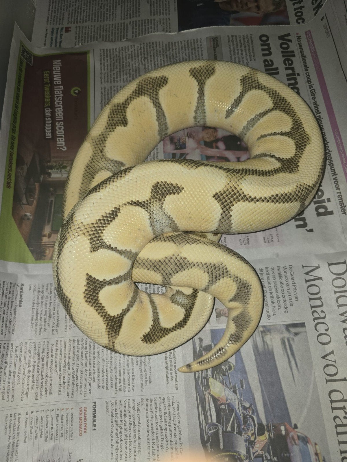Python regius 0.1 enchi pastel desert ghost