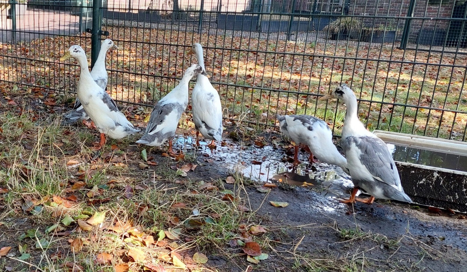 loopeenden., Dieren en Toebehoren, Pluimvee, Meerdere dieren, Eend
