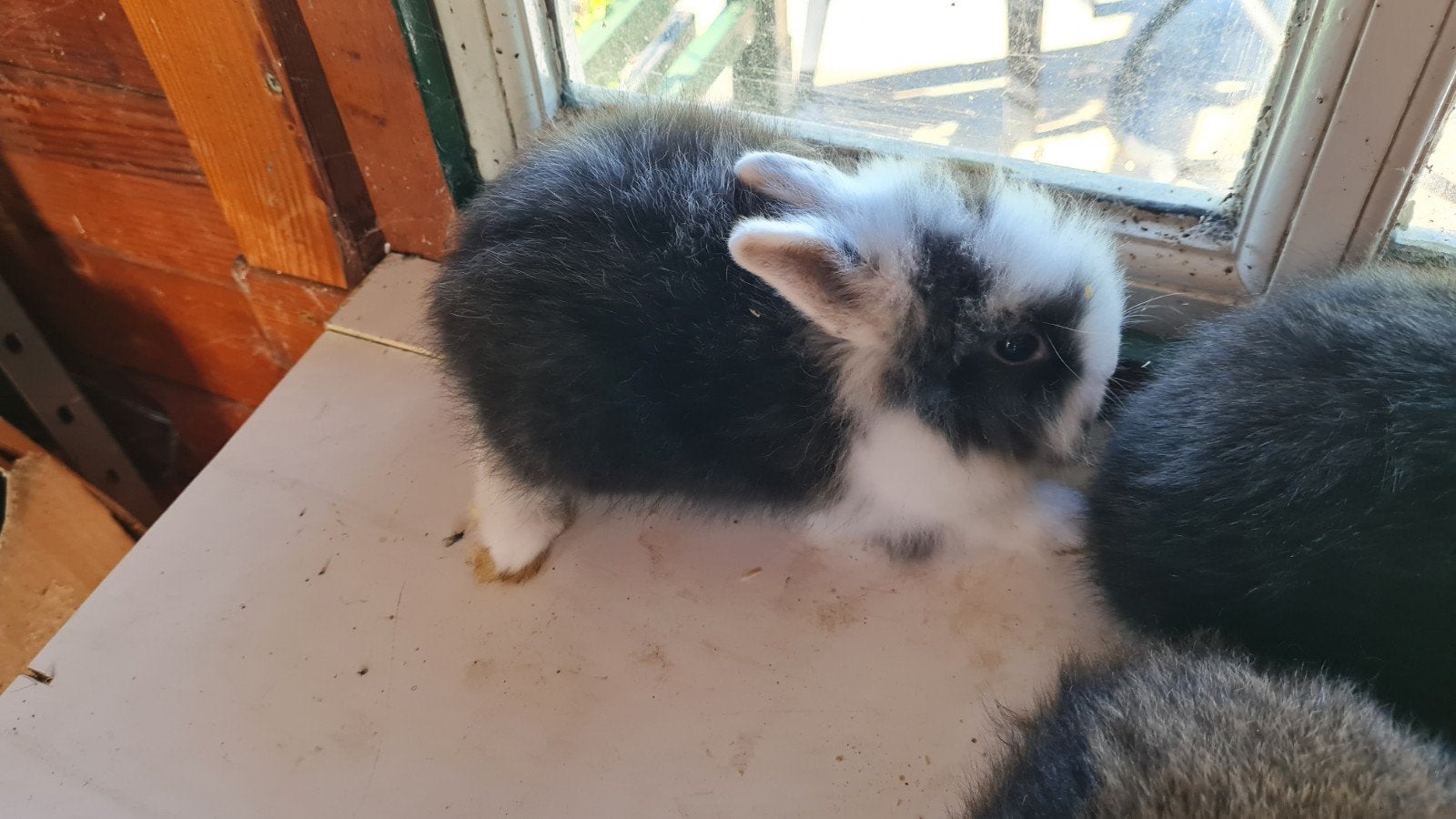 Jonge kruising baard teddy dwerg konijnen, Dieren en Toebehoren, Konijnen, Meerdere dieren, Dwerg