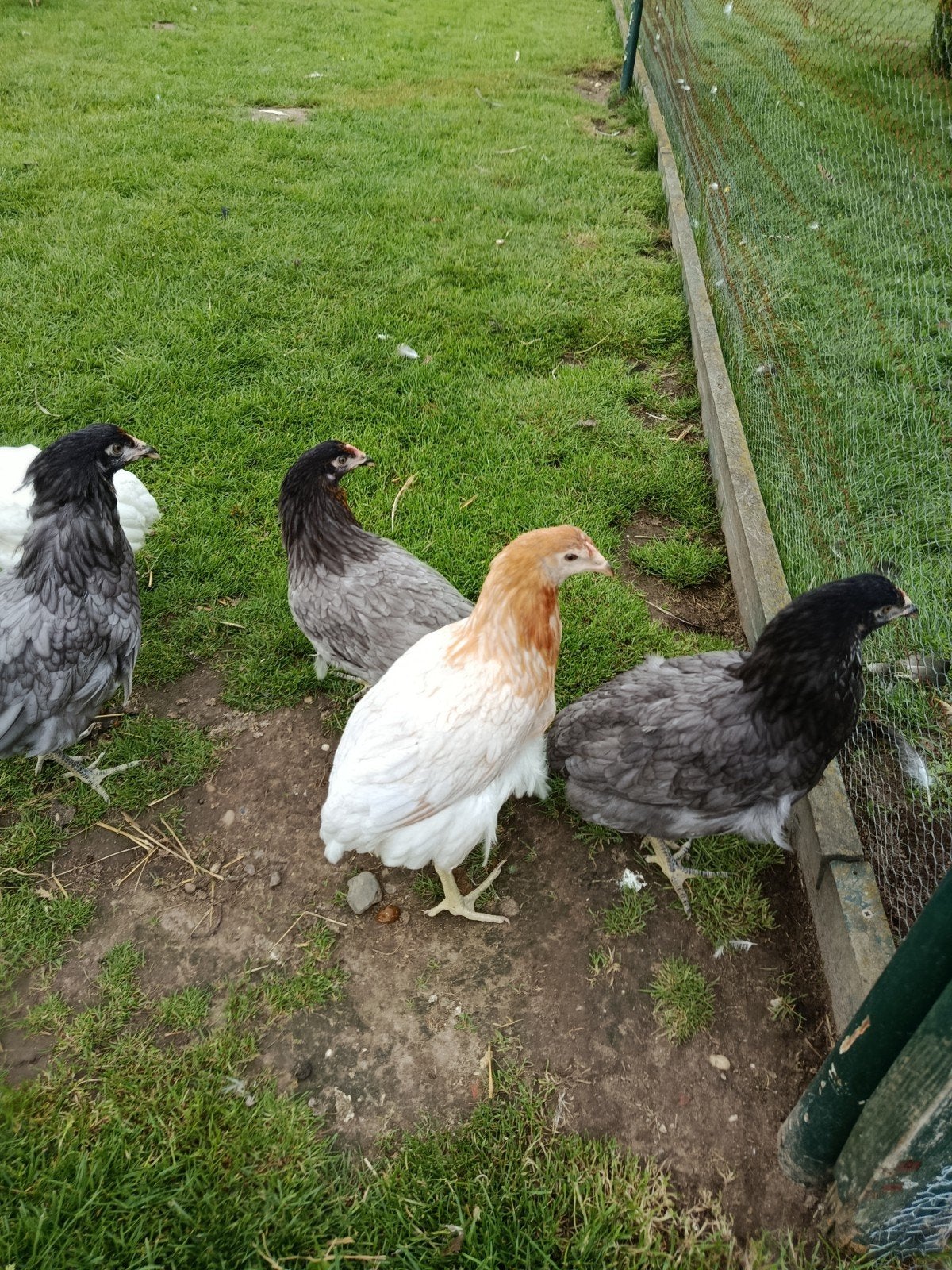 Araucana hennen te koop, Dieren en Toebehoren, Pluimvee, Vrouwelijk, Kip