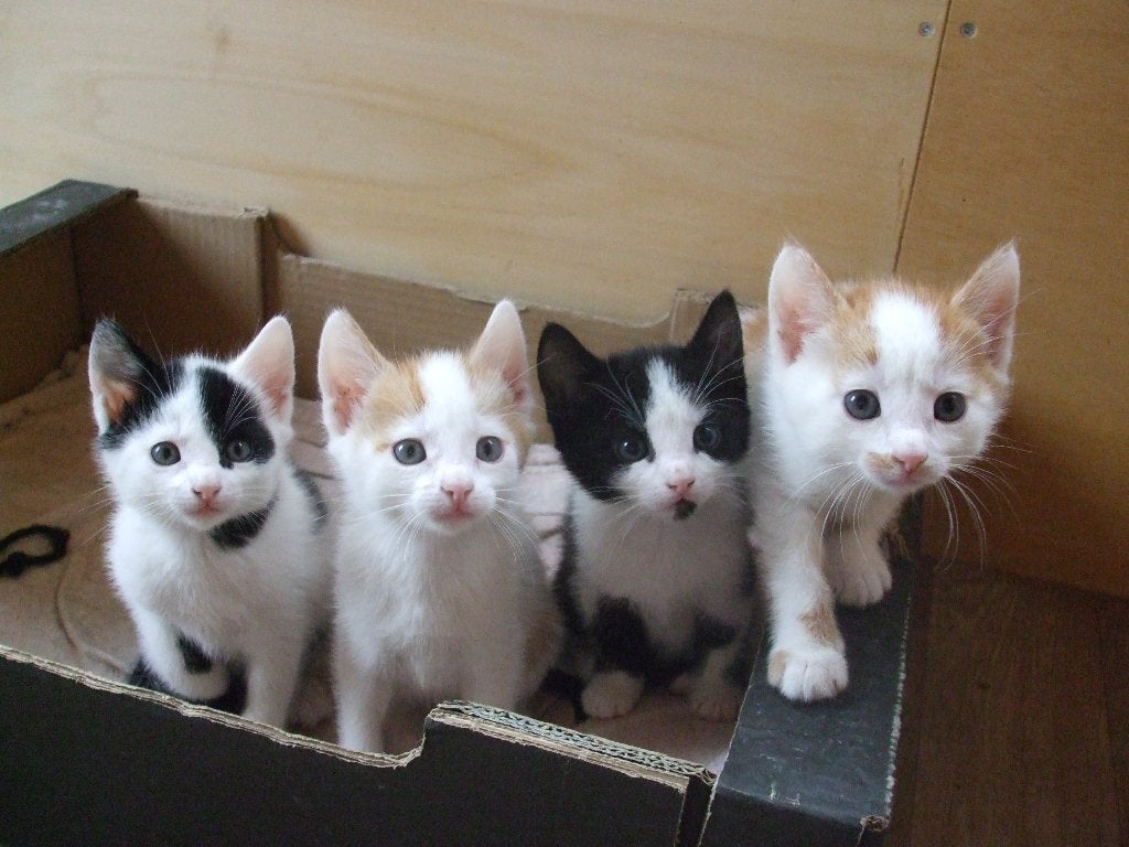 Kittens te koop: 2 poesjes en 2 katertjes, Meerdere dieren, Kortharig, 0 tot 2 jaar