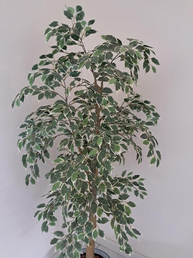 Kunstplant - Ficus Benjamini - bont, Ophalen, Binnen, Kunstplant, Overige materialen