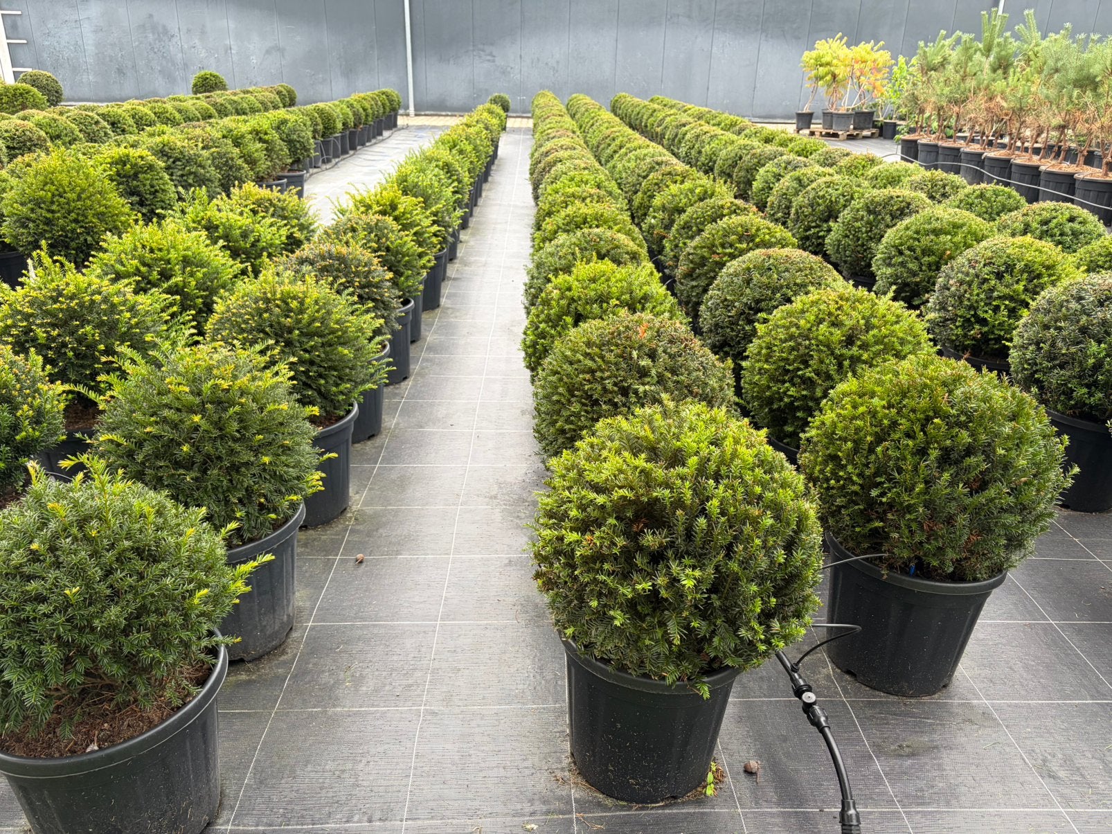 Taxus bollen leverbaar tot 200 cm. Prijs vanaf euro 40,-., Ophalen of Verzenden, Taxus, Struik, 100 tot 250 cm