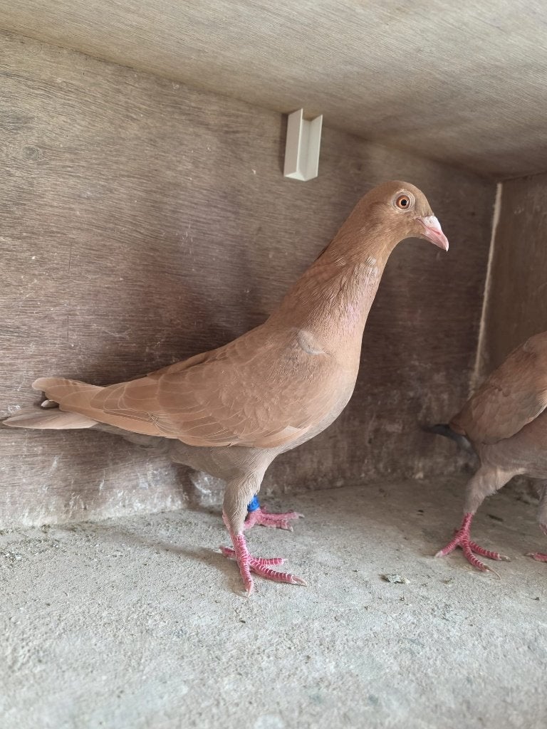 Mooi koppel kleurpostduiven te koop, Dieren en Toebehoren, Vogels | Duiven, Meerdere dieren, Postduif