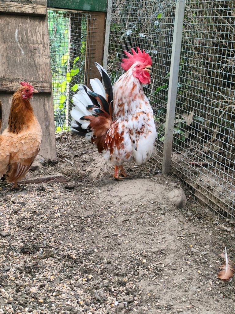 Serama haantje zoekt zn eigen chickies., Dieren en Toebehoren, Pluimvee, Mannelijk, Kip