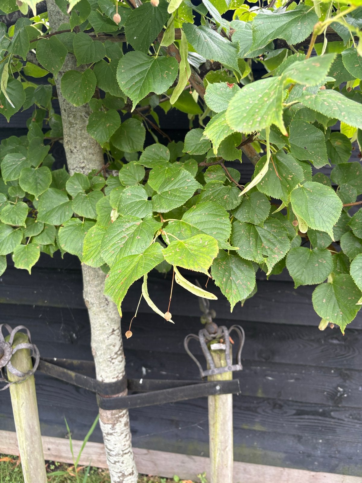 *gereserveerd* Prachtige leilinde van 250 tot 400 cm hoog, Leiboom, 250 tot 400 cm, Zomer, Ophalen