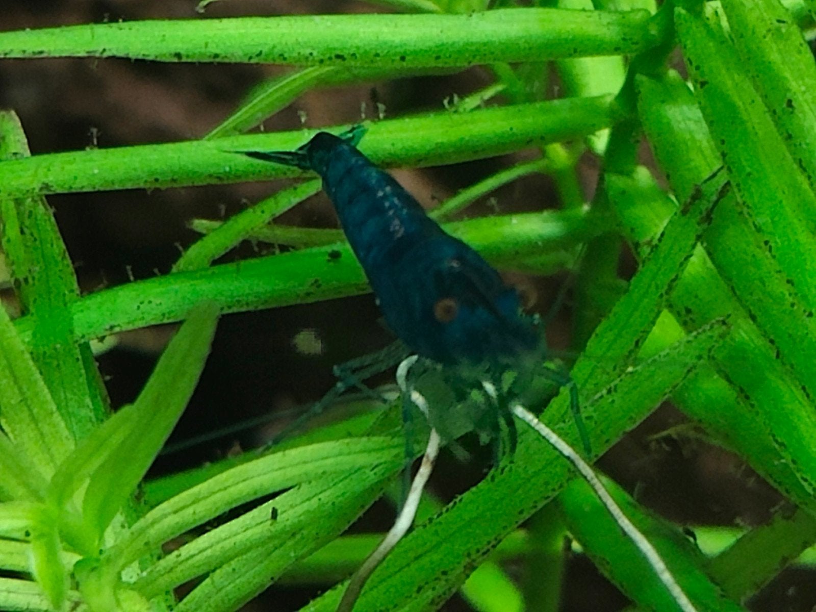 Blue dream neocaridina garnalen €1,00 per stuk, Kreeft, Krab of Garnaal