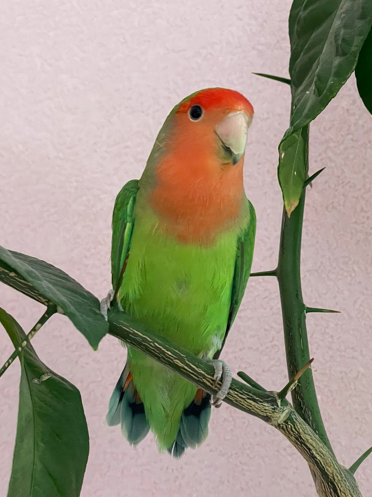 Agapornis Dwergpapegaai Fischerie Roseicolle Personata, Meerdere dieren, Papegaai, Geringd
