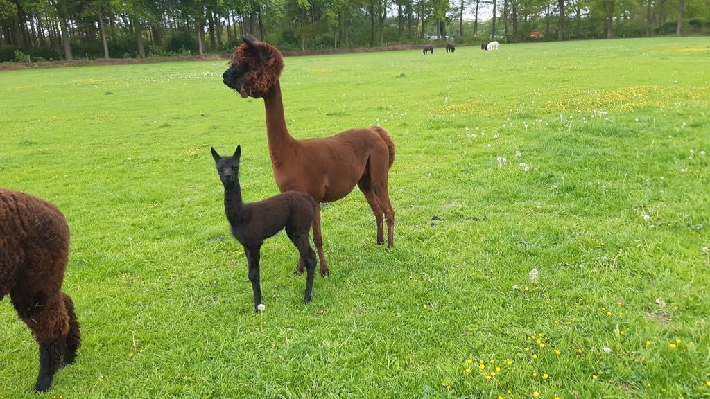 Alpaca met merrieveulen, Dieren en Toebehoren, April, Vrouwelijk