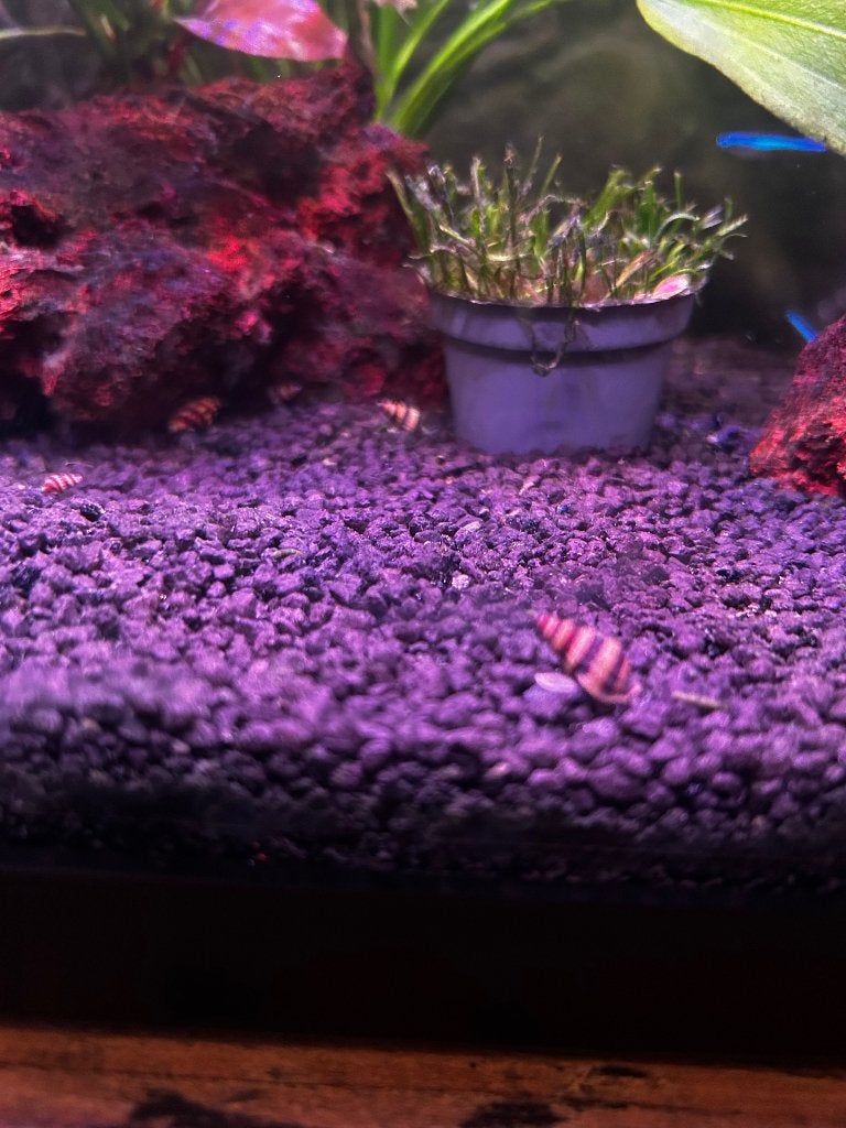 Helena slakken, Dieren en Toebehoren, Vissen | Aquariumvissen, Slak of Weekdier, Zoetwatervis