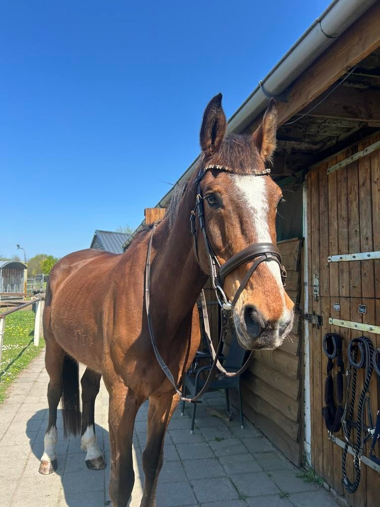 Hoofdstel full bruin, Ophalen of Verzenden, Gebruikt, Recreatie