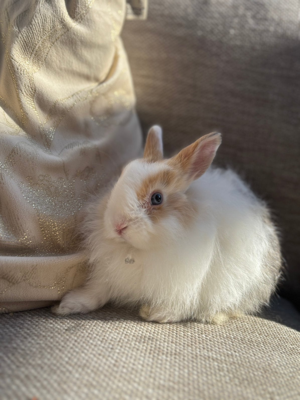 Twee Schatige 3,5 Maandige Konijnen, Dieren en Toebehoren, Konijnen, Mannelijk