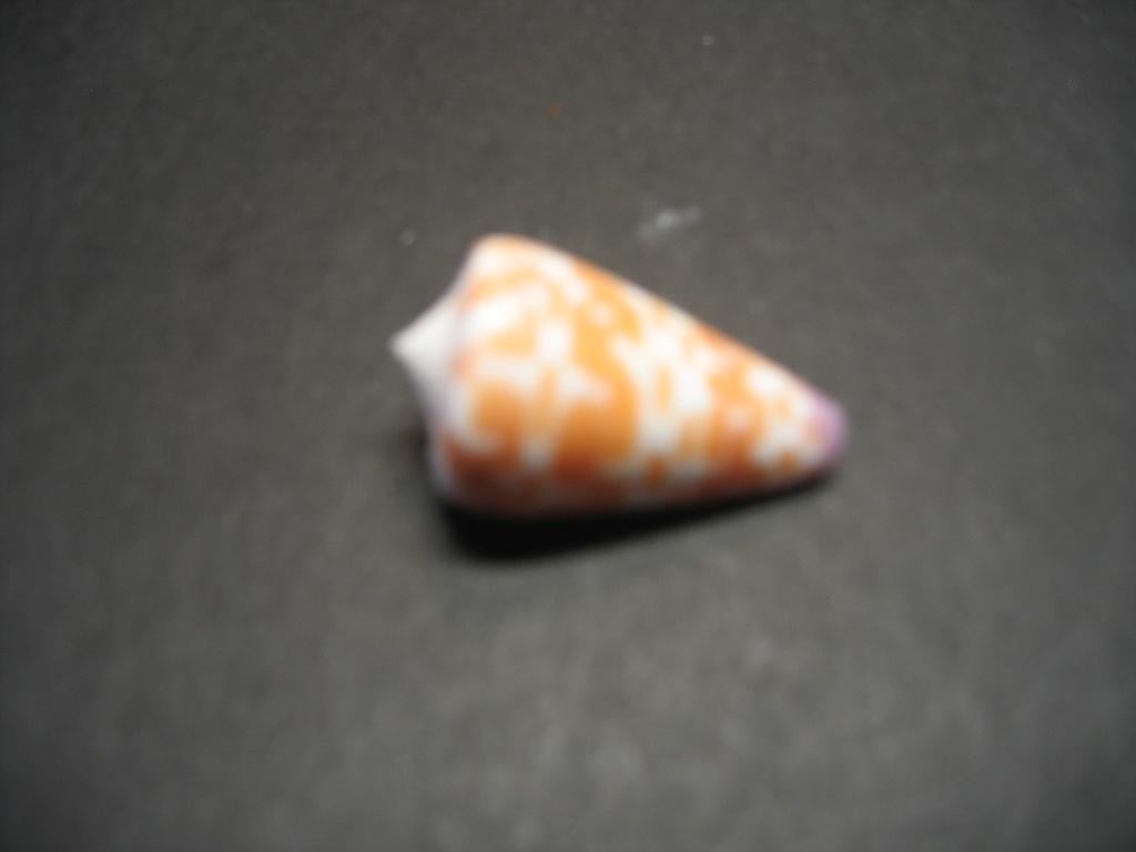 Schelpen: Conus tessulatus  Born,  1778., Ophalen of Verzenden, Schelp(en)