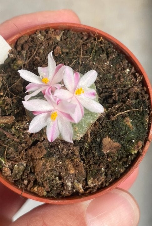 Aztekium Ritteri, Own Roots, Cactus, Zeldzaam, Plant, Huis en Inrichting, Kamerplanten, Ophalen of Verzenden, Cactus, Volle zon