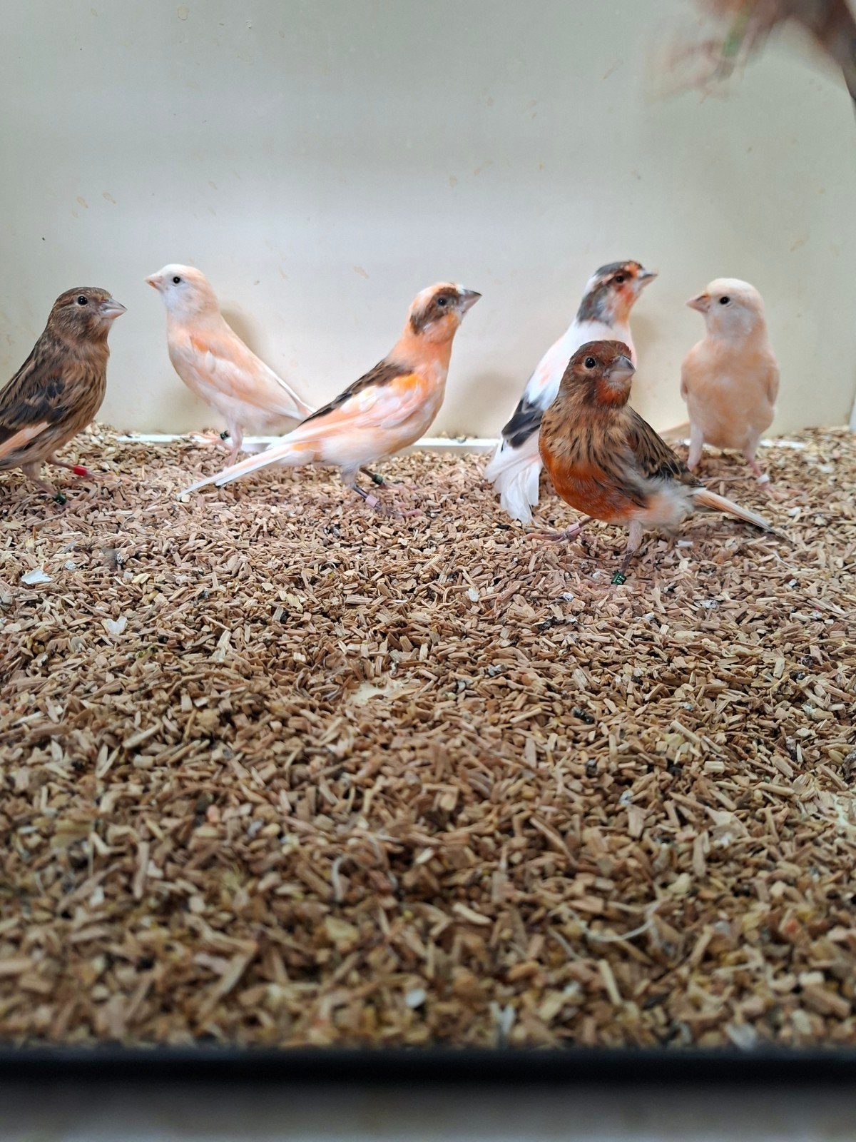 Te koop 7 jonge harlekijn kanaries., Meerdere dieren, Kleurkanarie