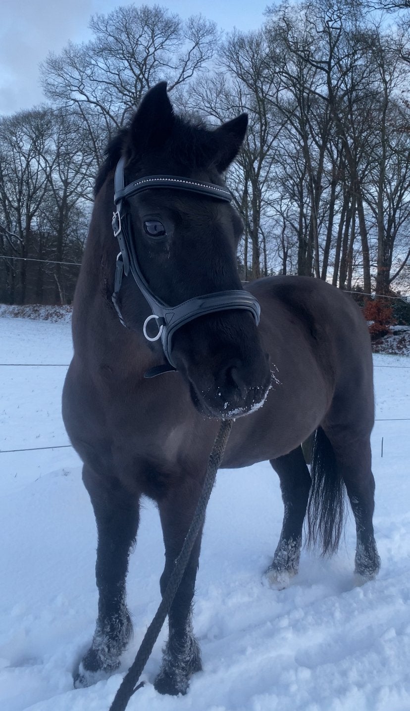 Bitloos hoofdstel maat pony, Dieren en Toebehoren, Hoofdstel, Overige disciplines, Ophalen of Verzenden, Pony