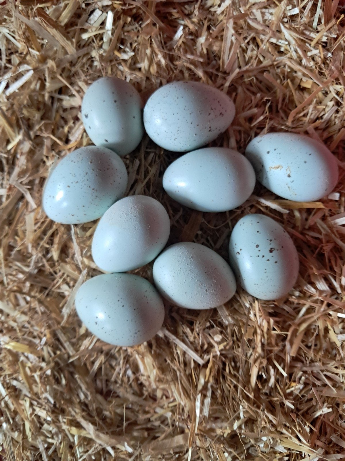 Celadon eieren, Geslacht onbekend, Overige soorten