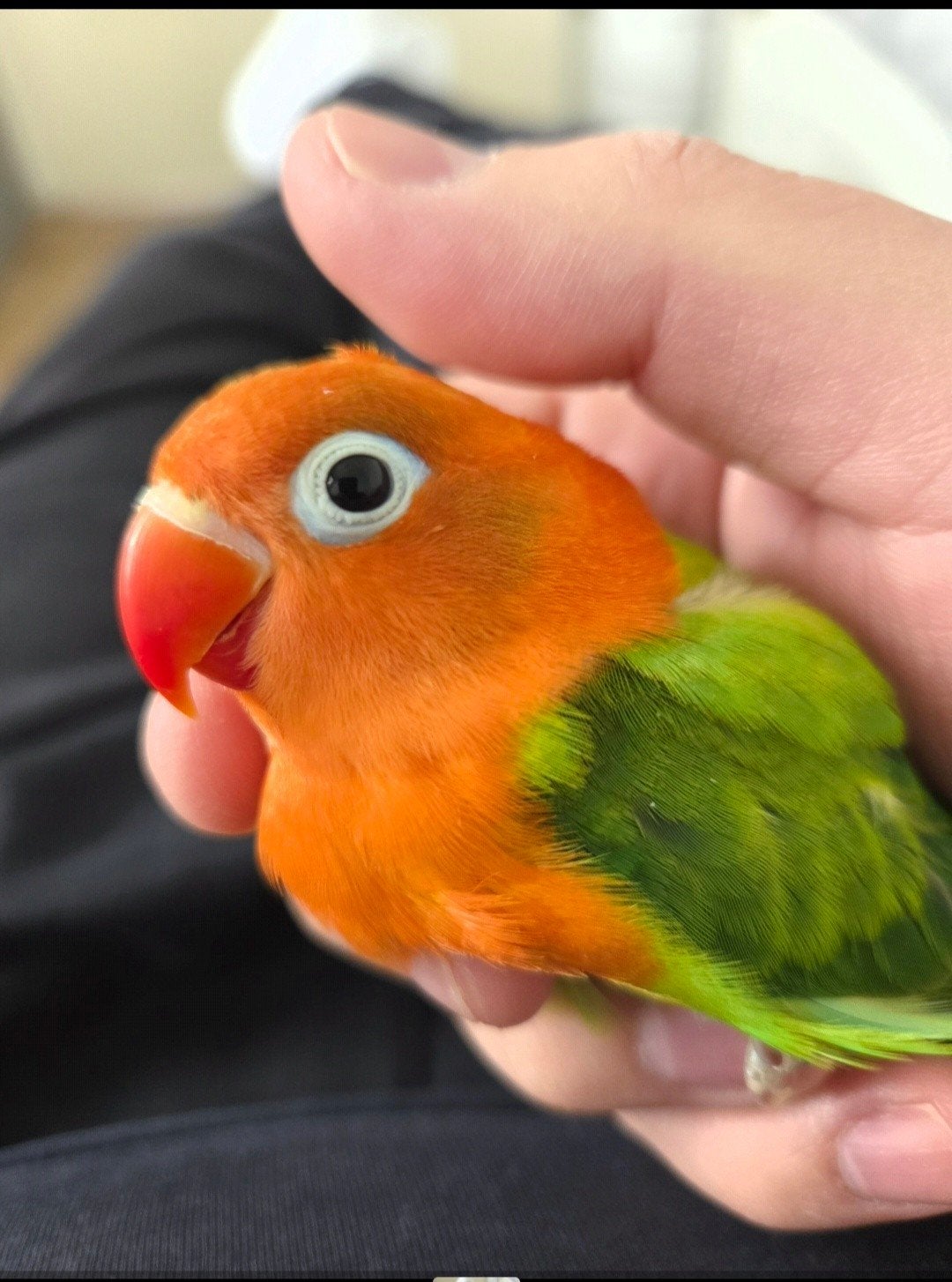 Jonge agapornis handtam, Dieren en Toebehoren, Geslacht onbekend, Dwergpapegaai of Agapornis