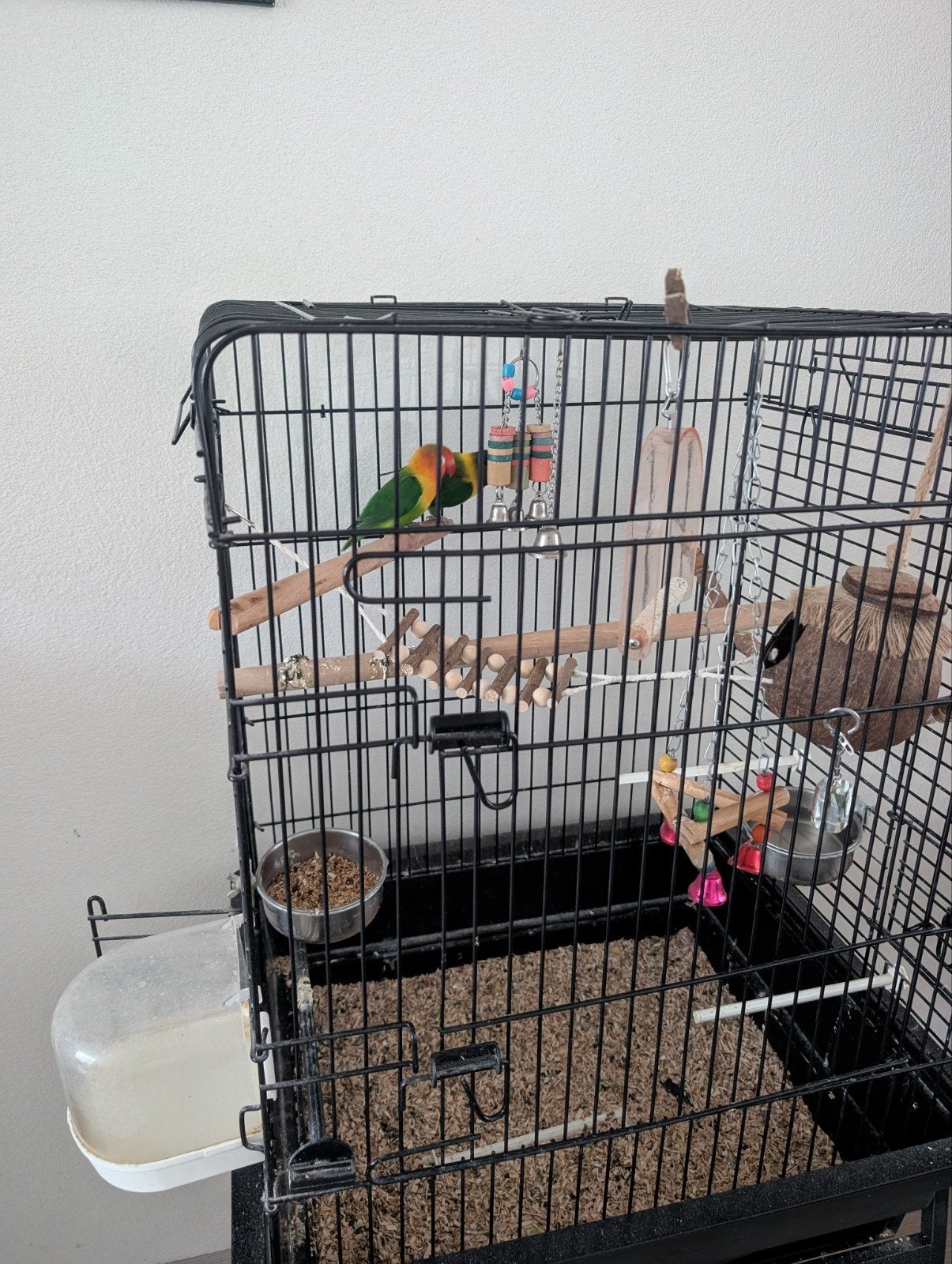 Agapornis, Dieren en Toebehoren, Vogels | Parkieten en Papegaaien, Geslacht onbekend, Dwergpapegaai of Agapornis