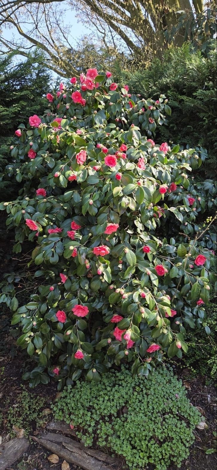 Prachtige Camelia struik met roze bloemen, Vaste plant, Halfschaduw, Lente, Ophalen