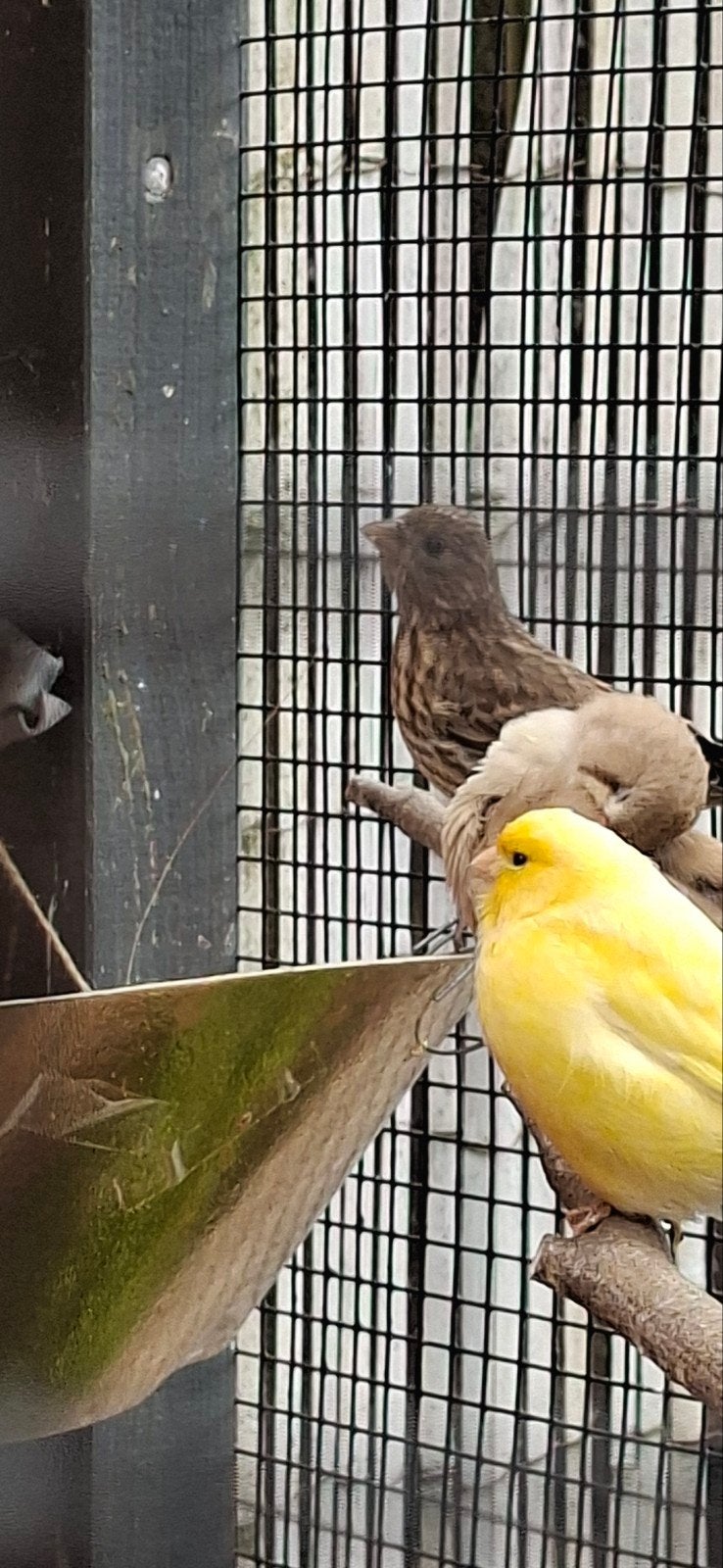Jonge Mexicaanse roodmussen te koop, Geslacht onbekend, Tropenvogel, Tam