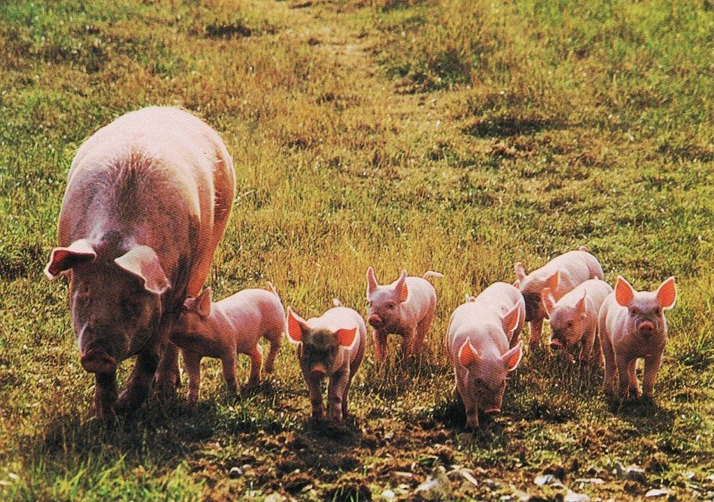 Varken met 8 biggen 579, Ophalen of Verzenden, 1980 tot heden, Gelopen, Overige soorten