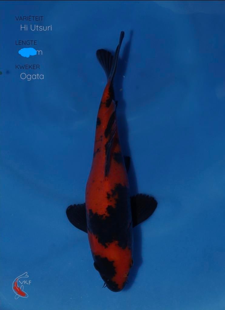 Hi Utsuri koi karper, Karper of Koi
