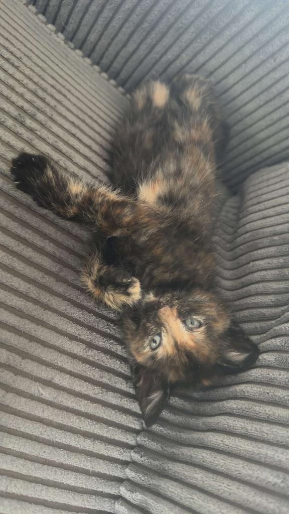 Kittens te koop!, Dieren en Toebehoren, Meerdere dieren, 0 tot 2 jaar