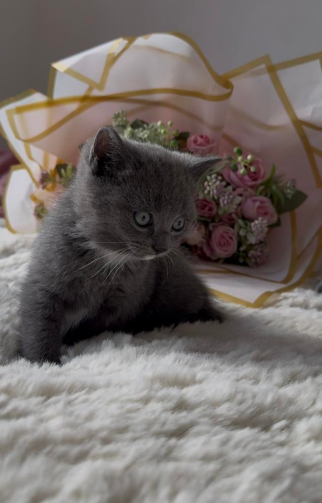 Britse Korthaar x Bombay kittens, Dieren en Toebehoren, Katten en Kittens | Raskatten | Korthaar, Meerdere dieren, Ontwormd
