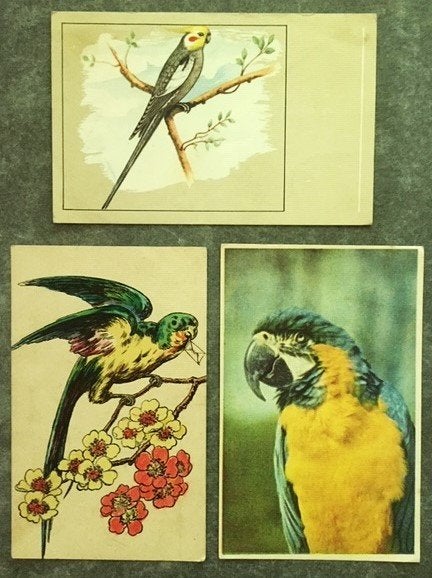 Ansicht Vogel Papegaai Parkiet, Ophalen of Verzenden, 1940 tot 1960, Vogel
