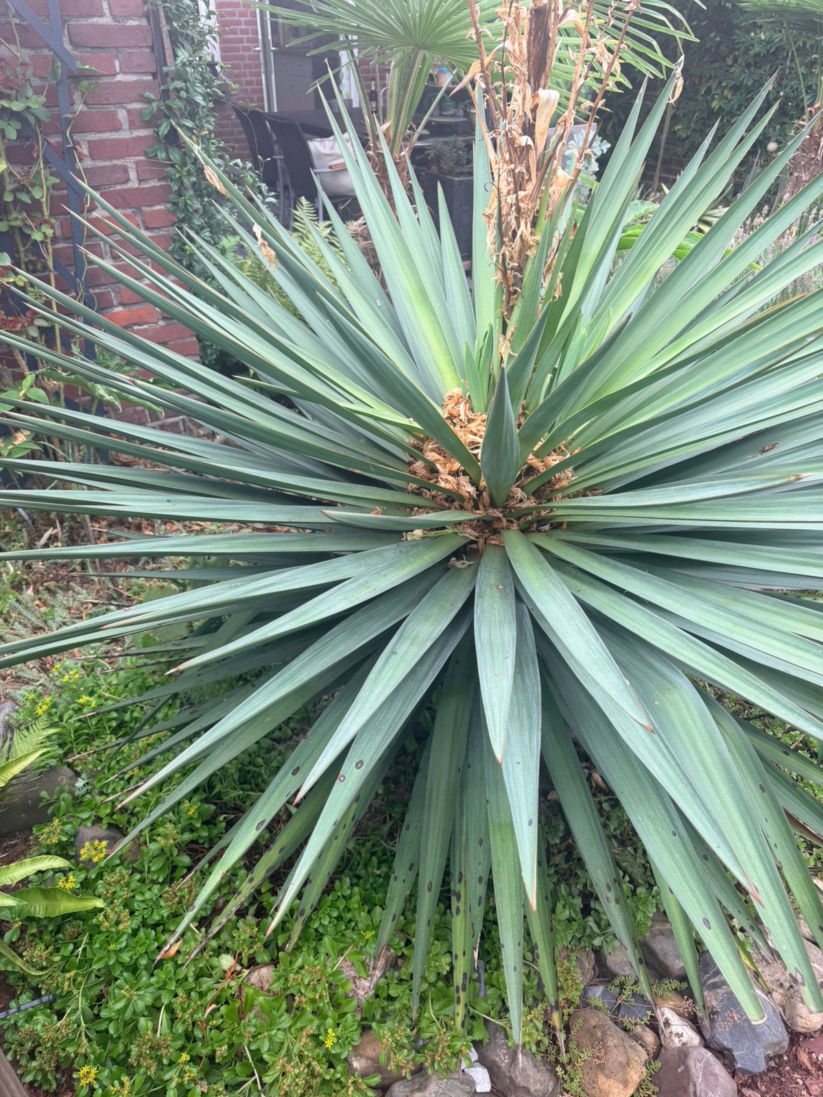 Yucca plant . ( super groot ), Ophalen, Overige soorten, Volle zon