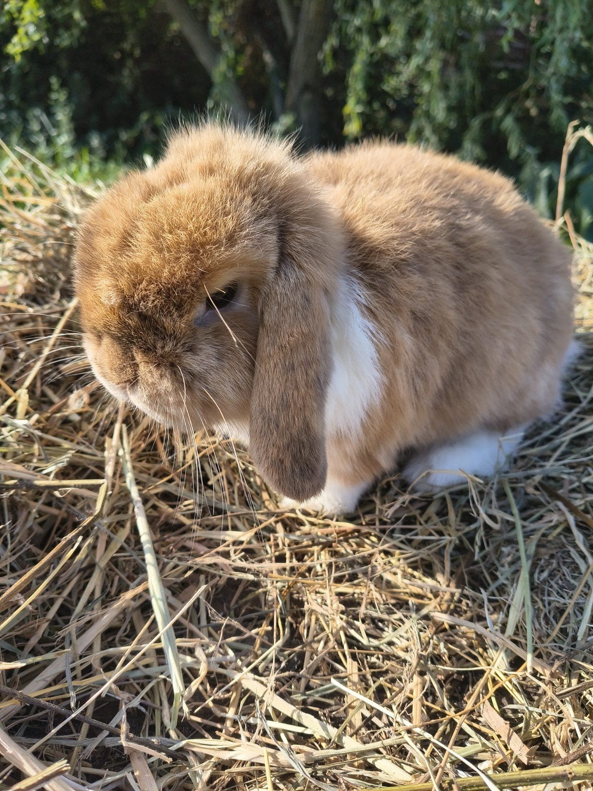 mini lop konijnen, Dieren en Toebehoren, Mannelijk, Klein, Hangoor, 0 tot 2 jaar