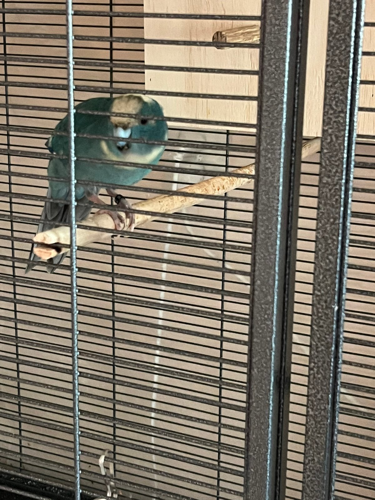 Te koop, Dieren en Toebehoren, Vogels | Parkieten en Papegaaien, Meerdere dieren, Parkiet