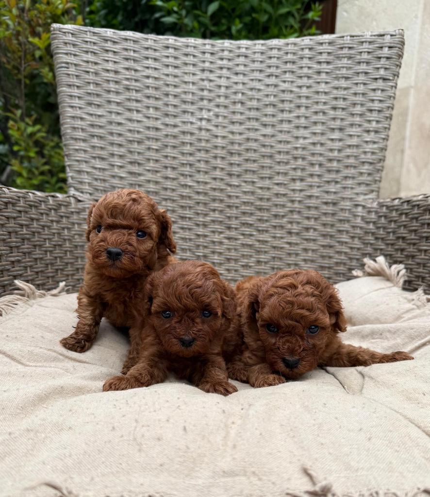 Teacup red toy poodle, Poedel, 8 tot 15 weken, Buitenland, Parvo