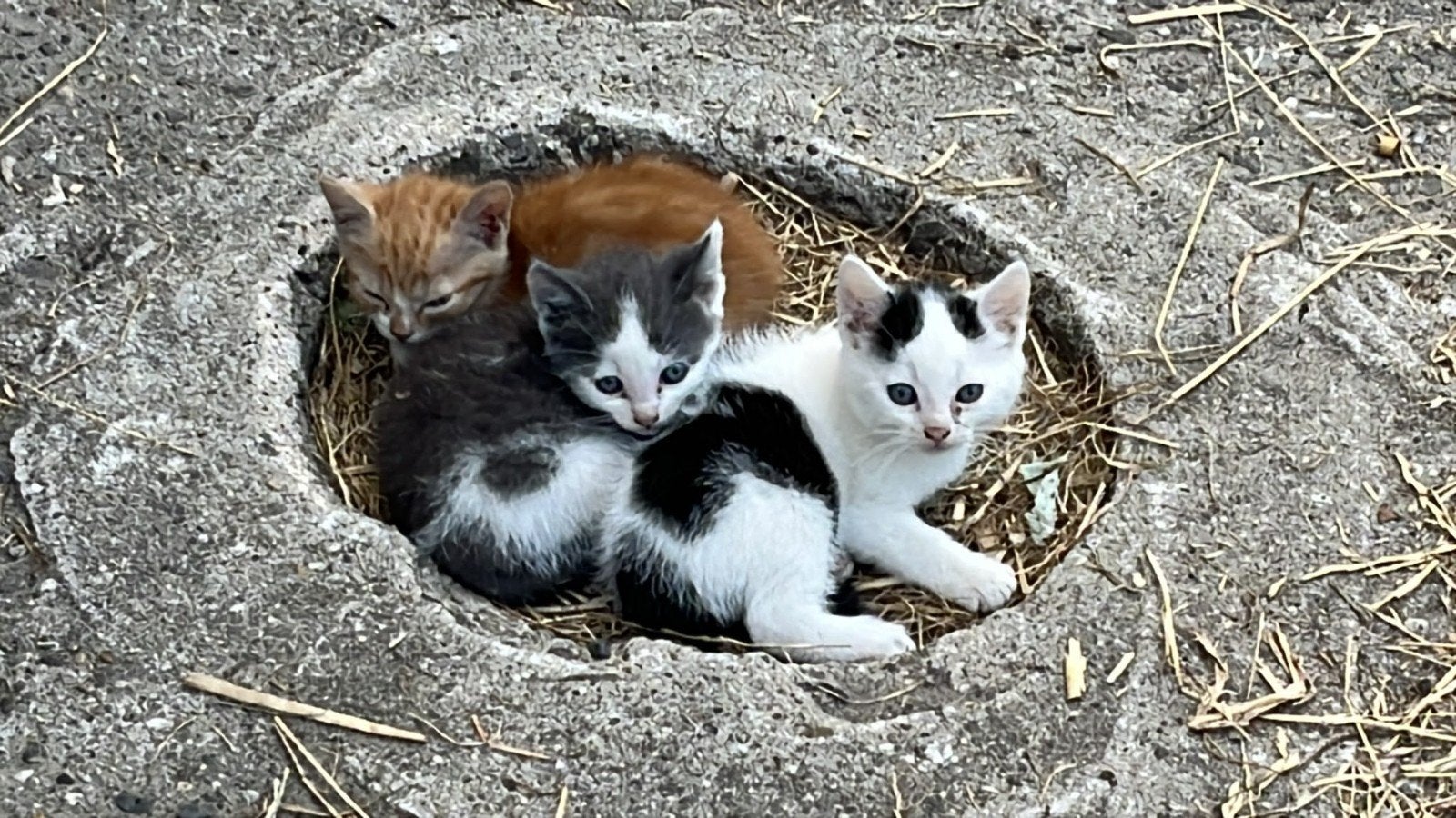 nog 2 lieve kittens, Dieren en Toebehoren, Meerdere dieren