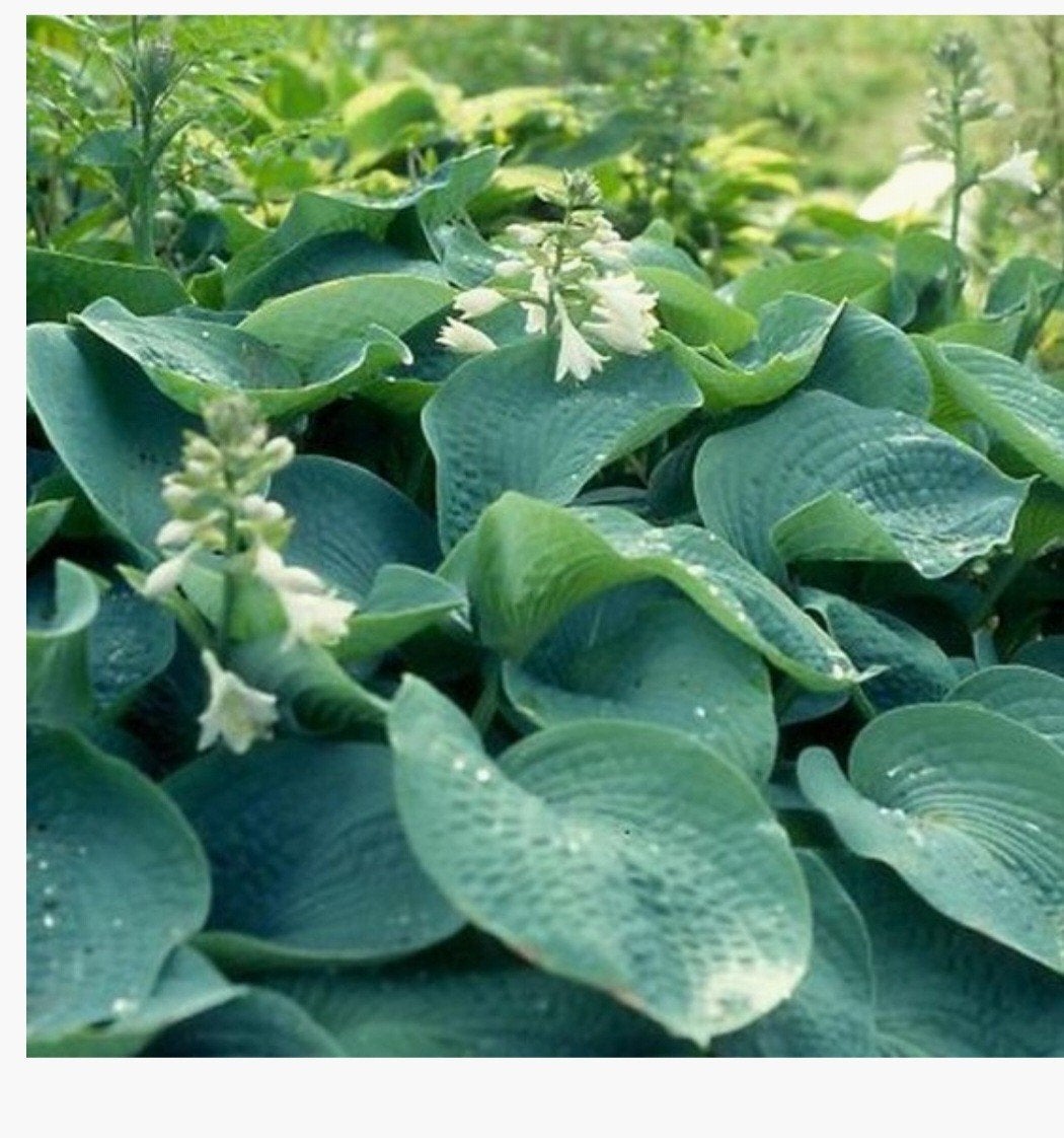 Hosta (Hartlelie) - Prachtige bladplant voor schaduw, Vaste plant, Halfschaduw, Zomer, Ophalen
