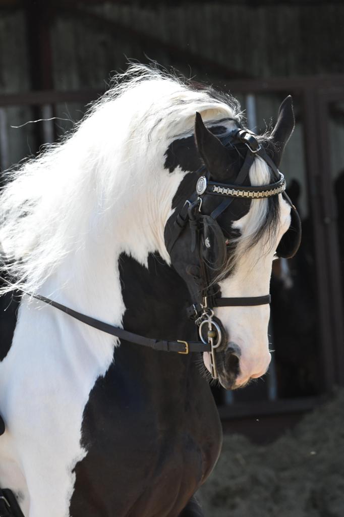 Ter dekking goed gekeurde barock pinto hengst, Hengst