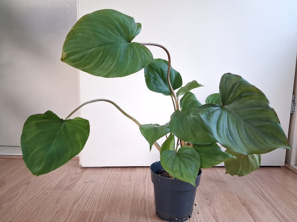 Homalomena Rubescens Maggy - Homalomena H: 48 cm., Ophalen, Overige soorten, Halfschaduw, Minder dan 100 cm