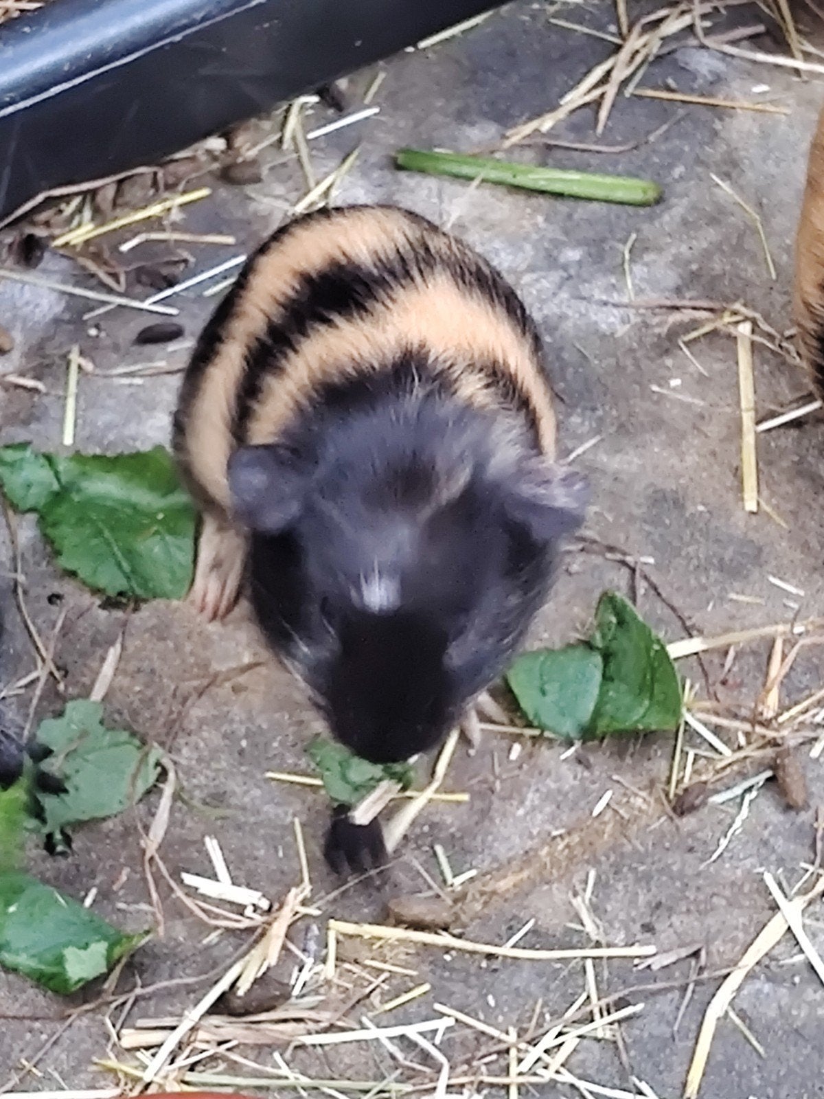 Jonge Cavia beertjes (nieuwe fotos), Mei, Mannelijk, Cavia