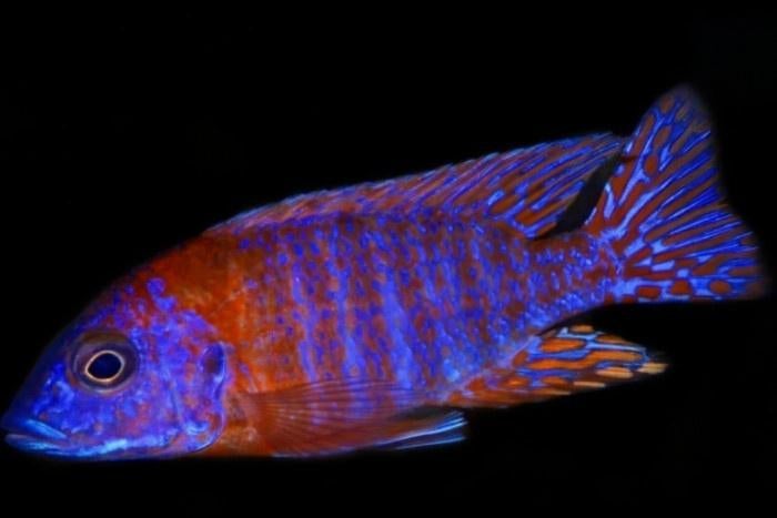 Malawi Cichliden: Aulonocara rubescens, Vis, Zoetwatervis