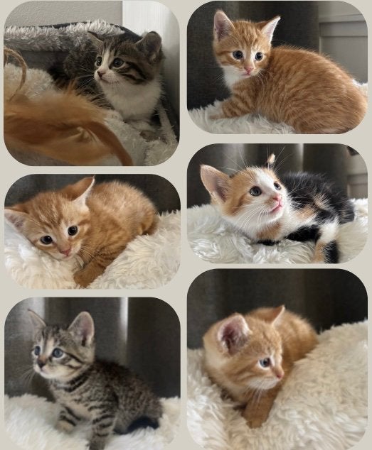 Super lieve kittens 🐾💗, Meerdere dieren, Kortharig, 0 tot 2 jaar