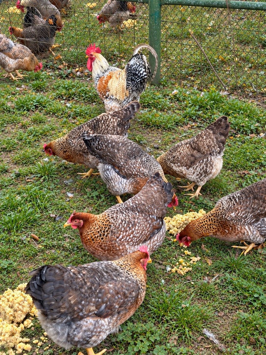 Bielefelder Kennhühner – broedeieren & kuikens te koop, Dieren en Toebehoren, Meerdere dieren, Kip
