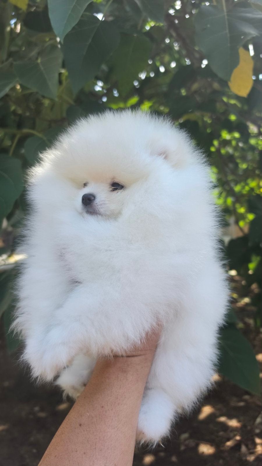 White Pomeranian Puppy – Healthy & Vaccinated, Nederland, Keeshond, CDV (hondenziekte), 1 tot 2 jaar