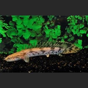 Polypterus endlicheri - kwastvinsnoek, Dieren en Toebehoren, Vissen | Aquariumvissen, Vis, Zoetwatervis