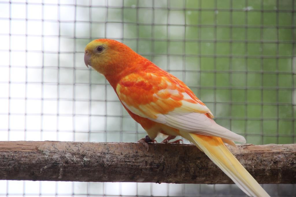 roodrug parkiet, Dieren en Toebehoren, Vogels | Parkieten en Papegaaien, Mannelijk, Parkiet, Geringd