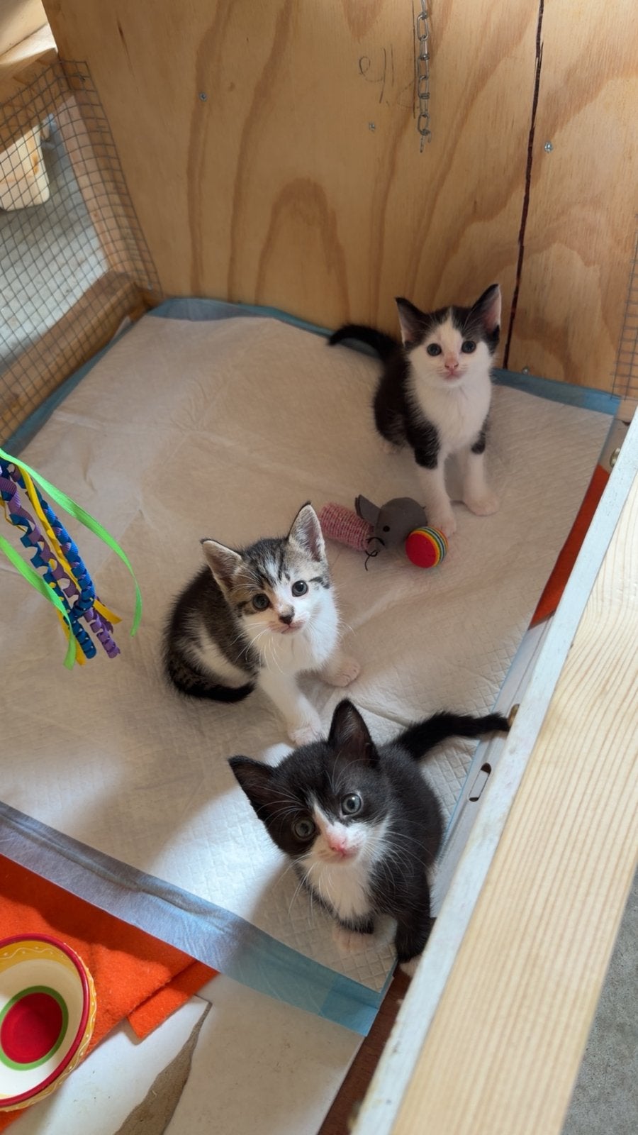 Lieve tamme kittens, Dieren en Toebehoren, Meerdere dieren