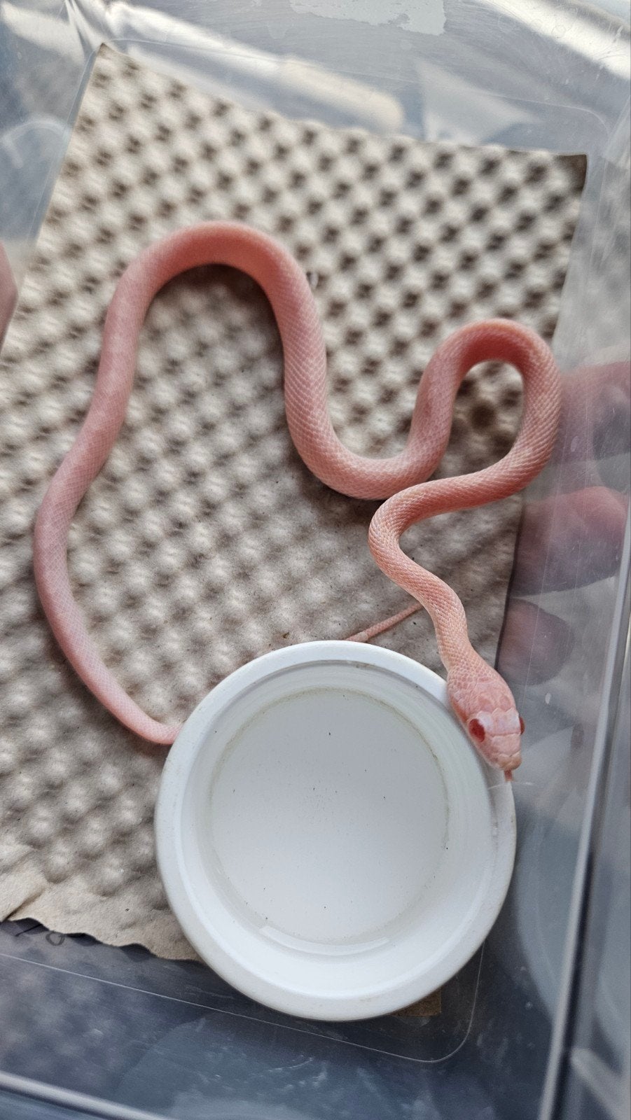 1.0 opal tessera pantherophis guttatus, Dieren en Toebehoren, Reptielen en Amfibieën, Slang, 0 tot 2 jaar