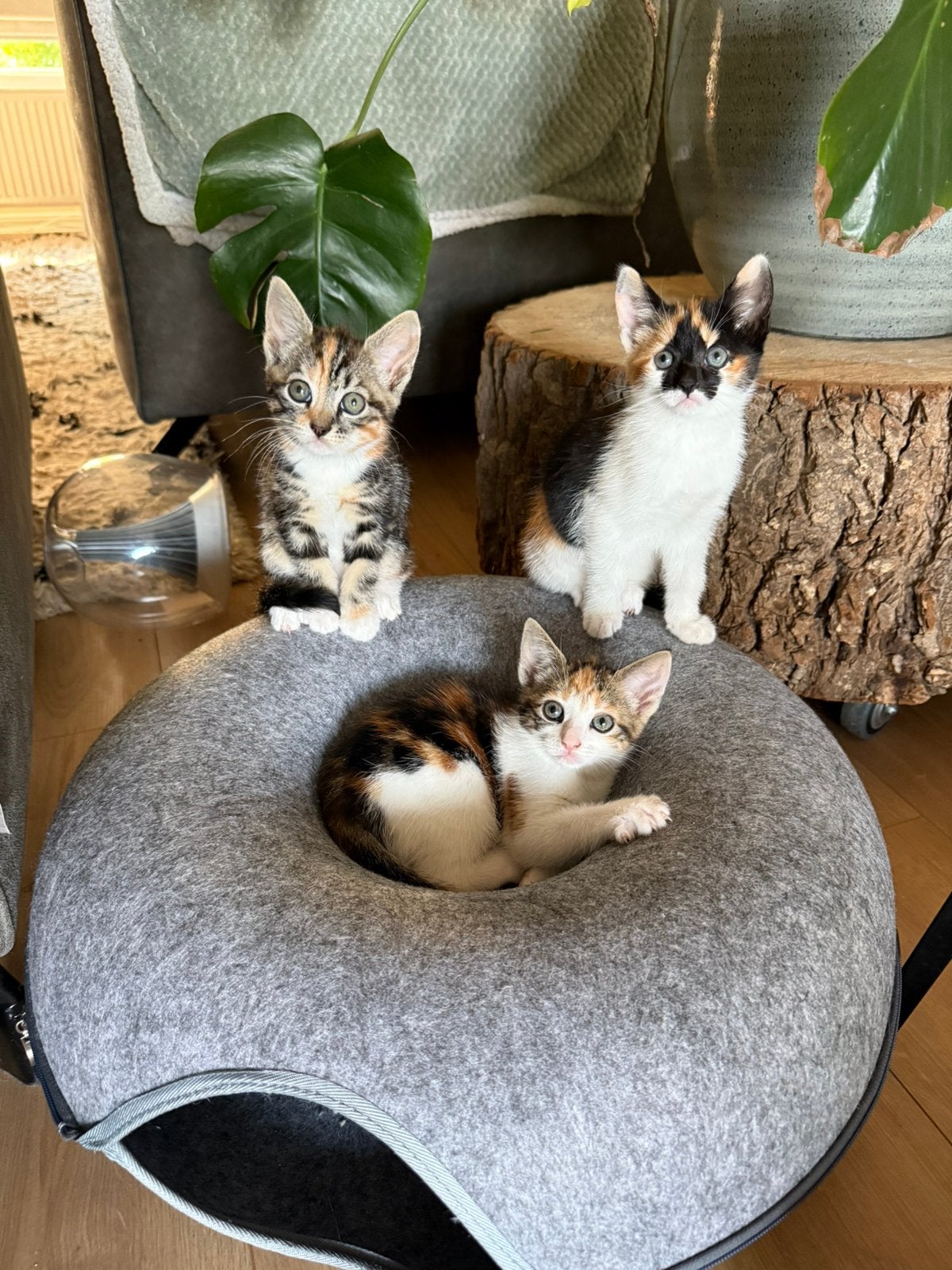 Kitten met rood wit en zwart, Dieren en Toebehoren, Katten en Kittens | Overige Katten, Meerdere dieren