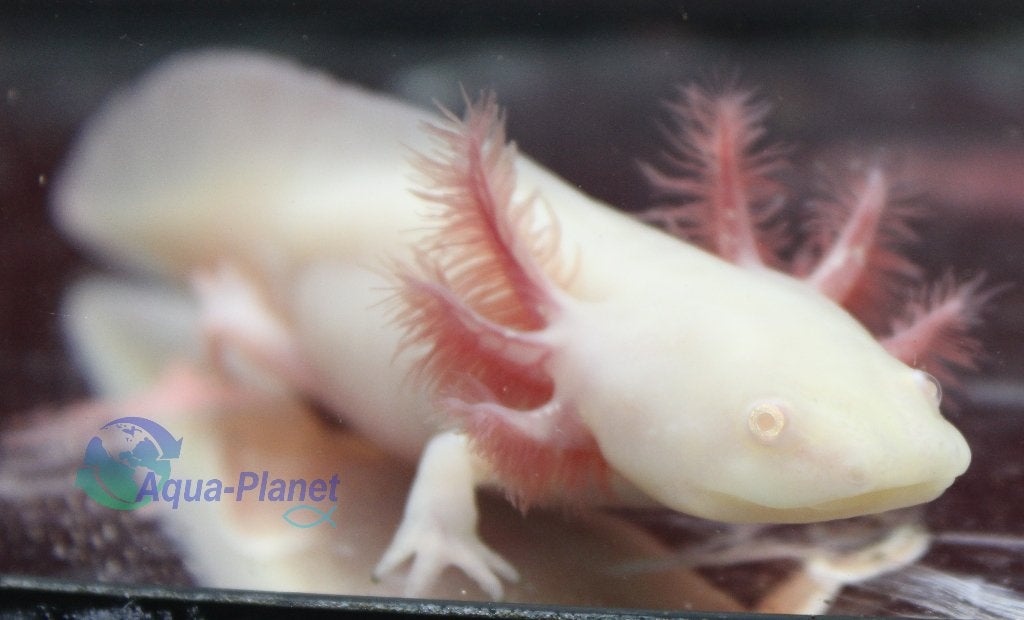 Axolotl - White Albino, Dieren en Toebehoren, Overige typen, Zoetwatervis