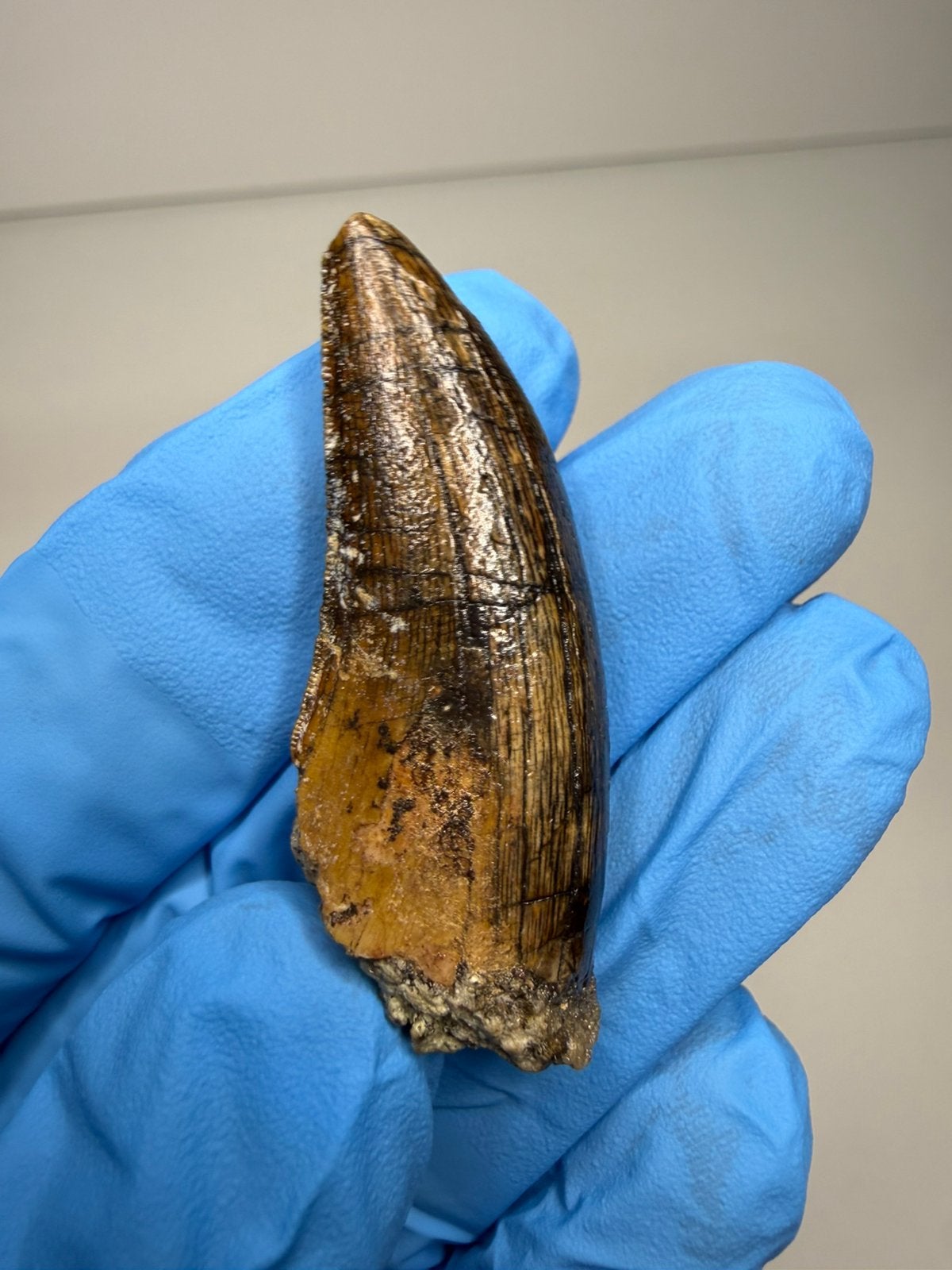 Goede kwaliteit Afrovenator tand, Ophalen of Verzenden, Fossiel